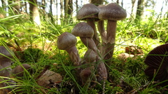 Cortinarius evernius