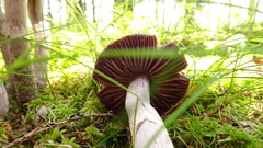 Cortinarius evernius