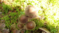Cortinarius evernius