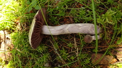 Cortinarius evernius