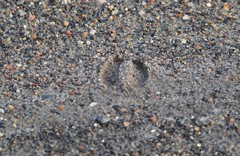 Sus scrofa domesticus