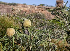 Banksia speciosa