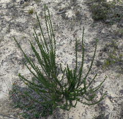 Aspalathus glabrescens