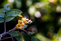 Cnestis polyphylla
