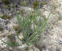 Aspalathus glabrescens