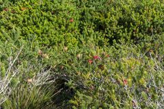 Melaleuca quadrifida