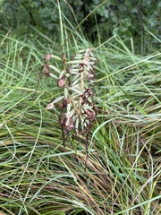 Himantoglossum hircinum
