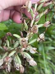 Himantoglossum hircinum