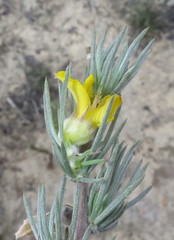 Aspalathus glabrescens