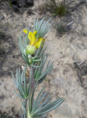 Aspalathus glabrescens