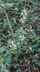 Bonatea polypodantha