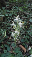 Bonatea polypodantha