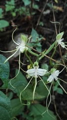Bonatea polypodantha
