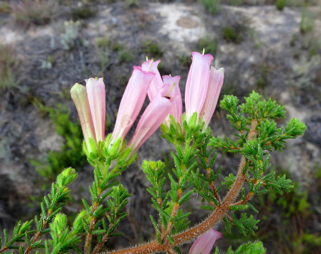 Erica glandulosa glandulosa (Aliens of the Cape Peninsula) · iNaturalist