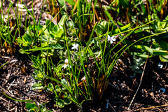 Dyschoriste burchellii