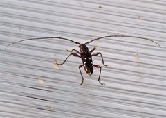 Ambonus interrogationis