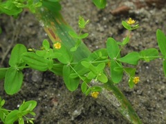 Hypericum mutilum mutilum
