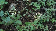 Bonatea polypodantha