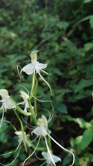 Bonatea polypodantha