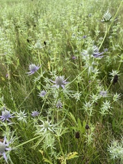Eryngium hookeri