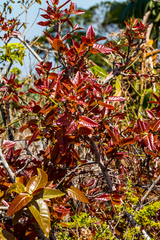 Ficus ingens