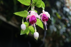 Fuchsia × hybrida