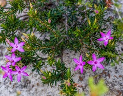 Calytrix decandra