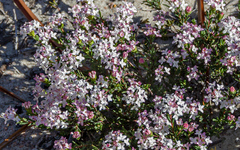 Pimelea brachyphylla