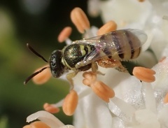 Nomioides minutissimus