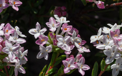 Pimelea brachyphylla