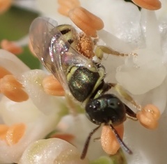 Nomioides minutissimus