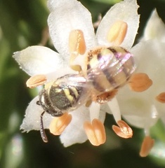 Nomioides minutissimus