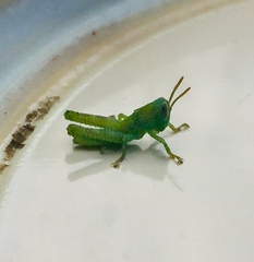 Anacridium aegyptium