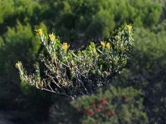 Callistachys lanceolata