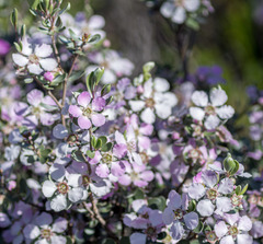Leptospermum sericeum