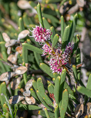 Hakea clavata