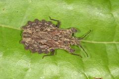 Dysodius lunatus