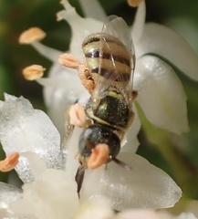 Nomioides minutissimus