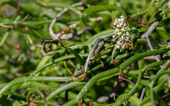 Platysace compressa