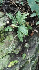 Asplenium cordatum