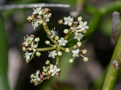 Platysace compressa