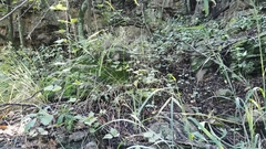 Bonatea polypodantha