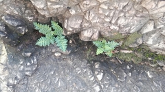 Asplenium cordatum