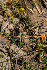 Helichrysum allioides