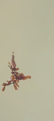 Sargassum