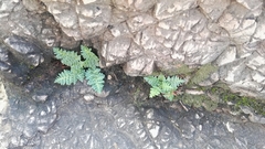 Asplenium cordatum