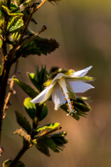 Hibiscus fuscus