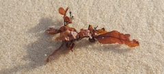 Sargassum