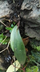 Drimiopsis