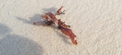 Sargassum